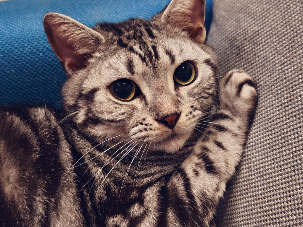 Nothing Phone(3)で撮影した猫の写真