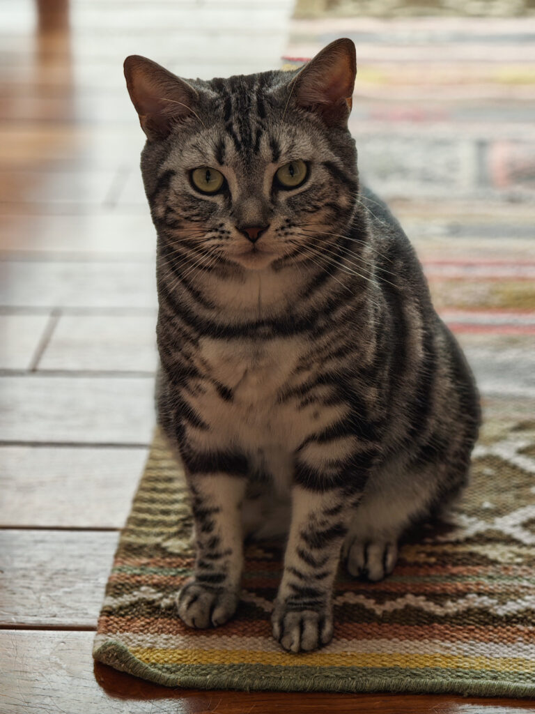 Nothing Phone(3)で撮影した猫の写真