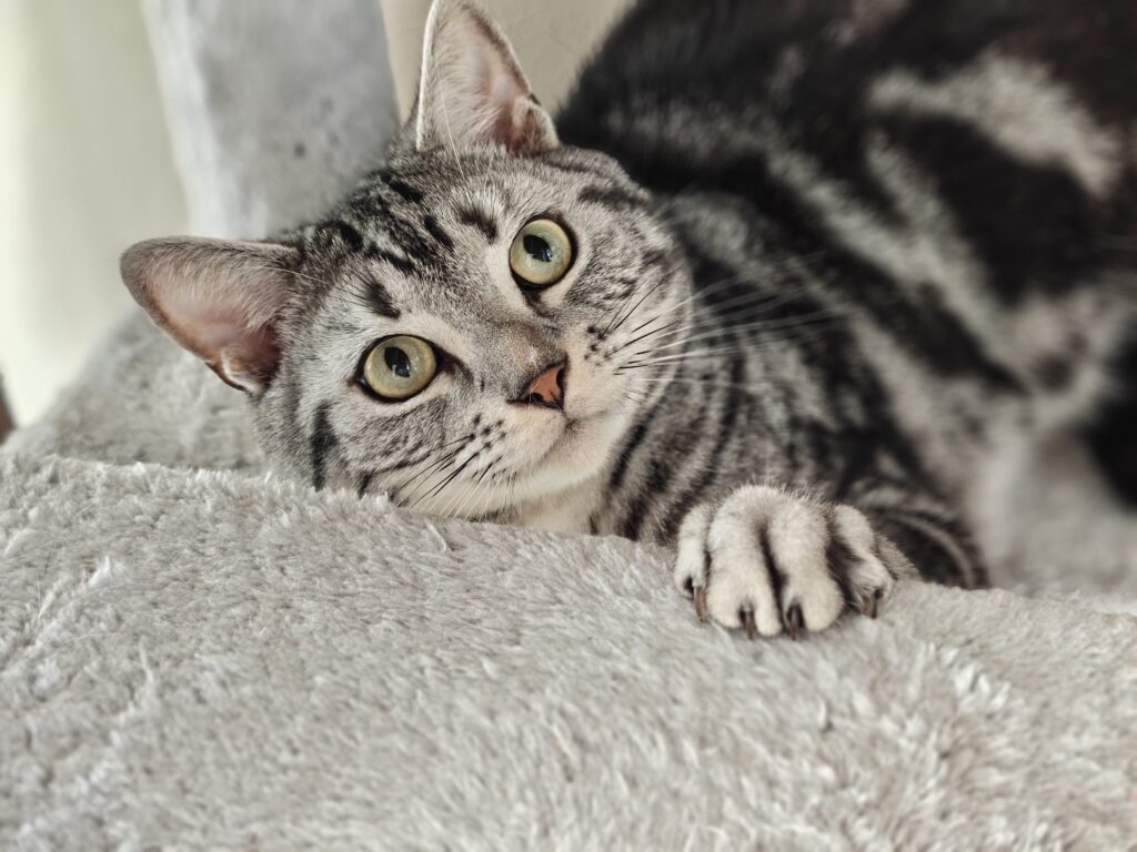 Nothing Phone(3)で撮影した猫の写真